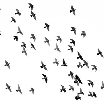 A flock of birds flying in formation against a white sky.