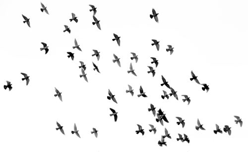 A flock of birds flying in formation against a white sky.
